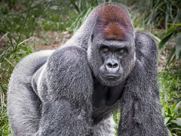 Обои картинки фото горилла, животные, обезьяны, обезьяна, чёрный, примат, поза, взгляд, шерсть