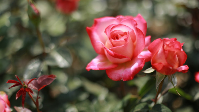 Обои картинки фото цветы, розы, бутоны