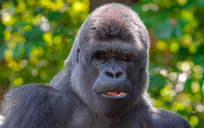 Обои картинки фото горилла, животные, обезьяны, обезьяна, чёрный, примат, поза, взгляд, шерсть