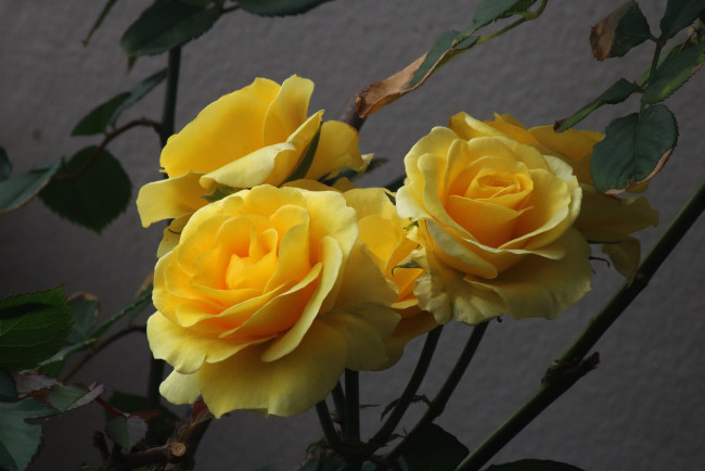 Обои картинки фото цветы, розы, бутоны