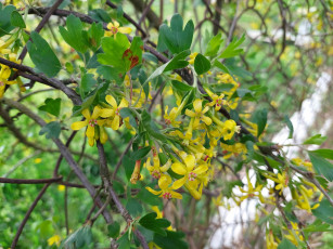 обоя цветы, цветущие овощи,  ягоды, черная, смородина