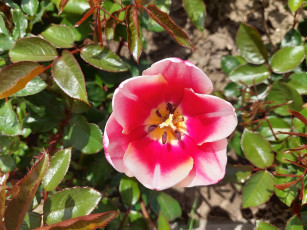 Картинка цветы тюльпаны тюльпан