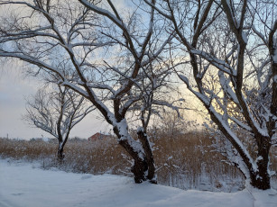 Картинка природа деревья зима снег