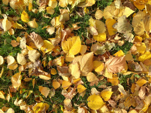 Картинка природа листья осень