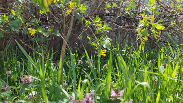 обоя цветы, цветущие овощи,  ягоды, черная, смородина