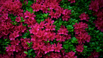 обоя цветы, рододендроны , азалии, азалия