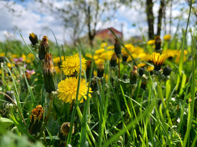 Обои картинки фото цветы, одуванчики