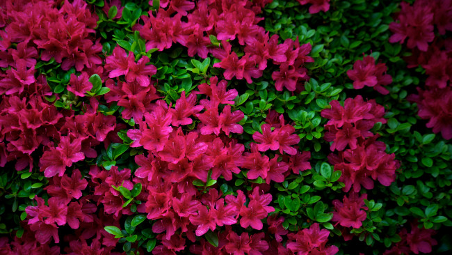 Обои картинки фото цветы, рододендроны , азалии, азалия