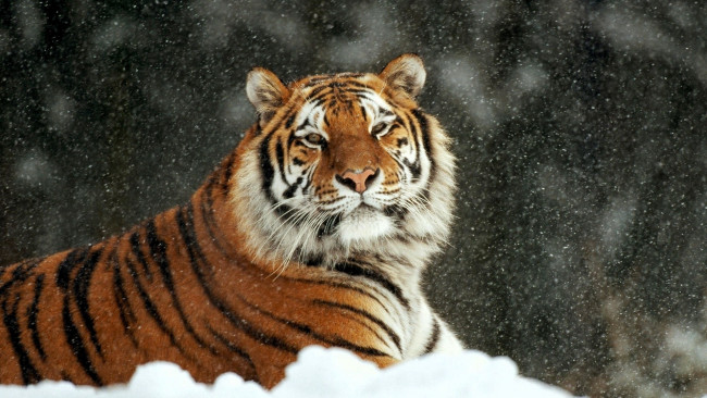 Обои картинки фото животные, тигры, тигр, снег
