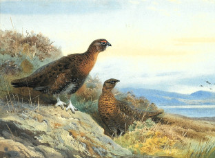 Картинка рисованное archibald+thorburn куропатки склон трава