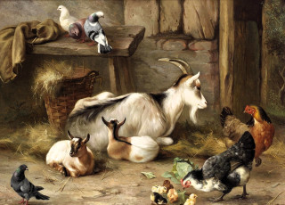 обоя рисованное, edgar hunt, сарай, скамейка, тряпка, козы, голуби, куры, корзина