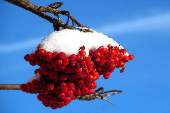 обоя природа, ягоды,  рябина, ветки, снег, небо