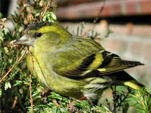 Картинка Чиж животные птицы