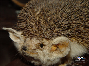 Картинка животные ежи