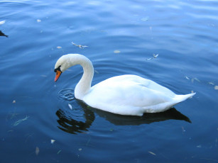 Картинка животные лебеди