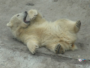 Картинка животные медведи