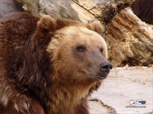 Картинка животные медведи