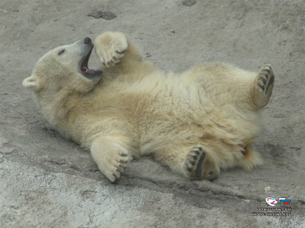 Обои картинки фото животные, медведи