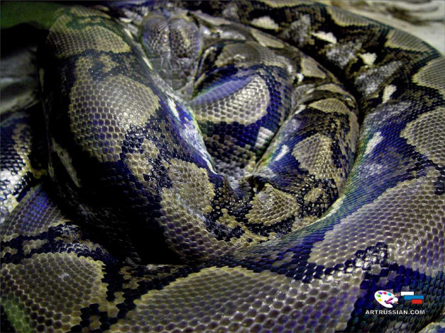 Обои картинки фото животные, змеи, питоны, кобры