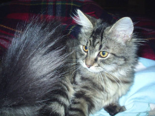 обоя Чем, не, песец, животные, коты