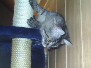 Картинка мне сверху видно всее животные коты