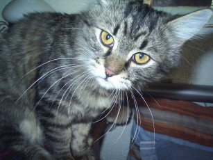 Картинка откуда птичка говоришь вылетит животные коты