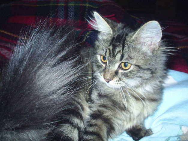 Обои картинки фото Чем, не, песец, животные, коты