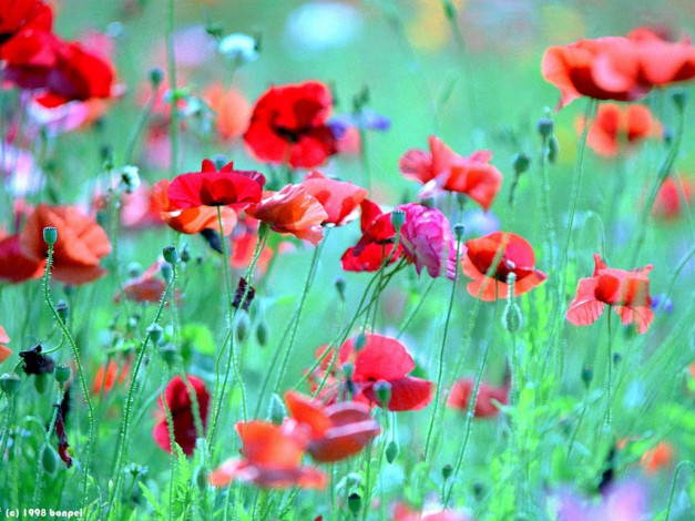 Обои картинки фото цветы, маки