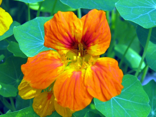 Обои картинки фото цветы, настурции