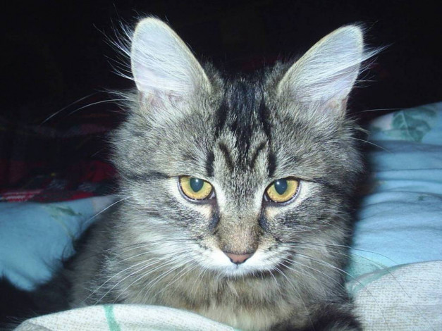 Обои картинки фото мой, виски, животные, коты