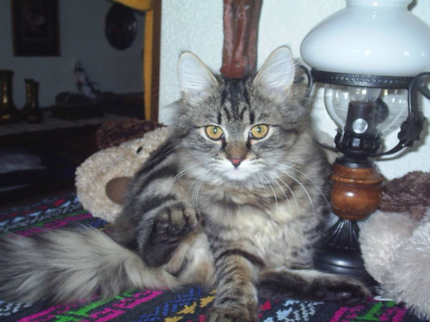 Обои картинки фото ну, долго, мне, еще, позе, сидеть, животные, коты