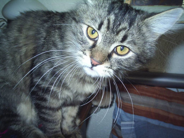 Обои картинки фото откуда, птичка, говоришь, вылетит, животные, коты