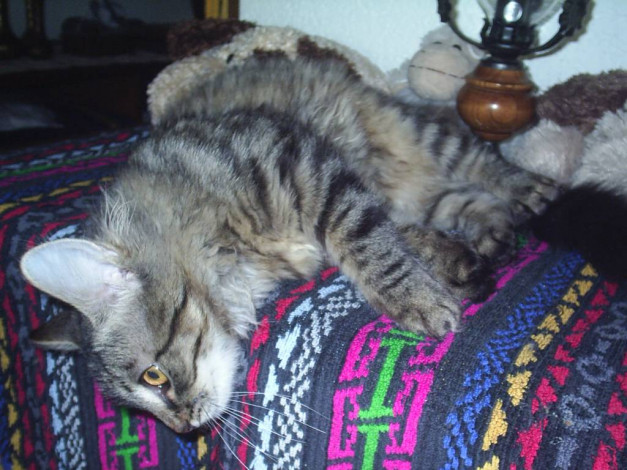 Обои картинки фото пригать, не, животные, коты