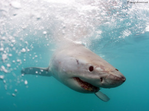 Картинка акула животные акулы