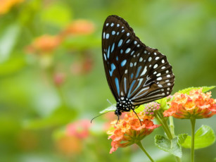 Картинка животные бабочки