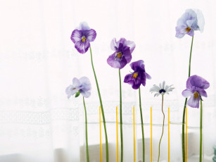 Картинка цветы анютины глазки садовые фиалки