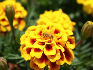 Картинка цветы бархатцы