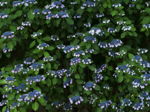 Картинка цветы гортензия