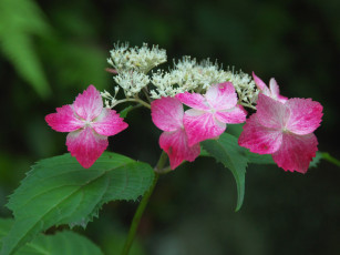 Картинка цветы гортензия