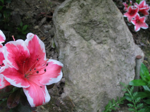 Картинка цветы рододендроны азалии