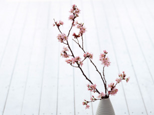 Картинка цветы сакура вишня