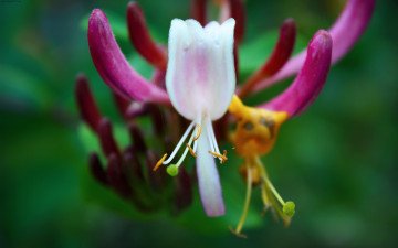 Картинка цветы рододендроны азалии