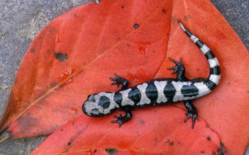 Картинка животные Ящерицы игуаны вараны