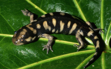 Картинка животные Ящерицы игуаны вараны