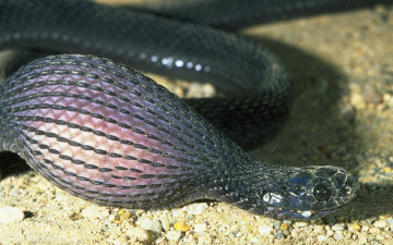 Картинка животные змеи питоны кобры