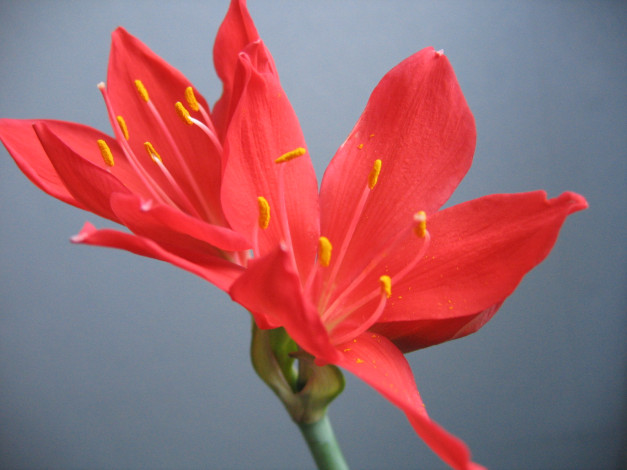 Обои картинки фото цветы