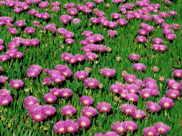 Обои картинки фото цветы, аизовые