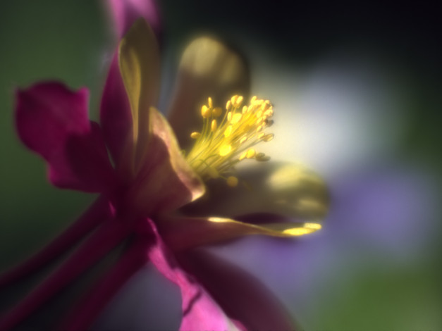 Обои картинки фото цветы, аквилегия, водосбор