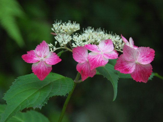 Обои картинки фото цветы, гортензия