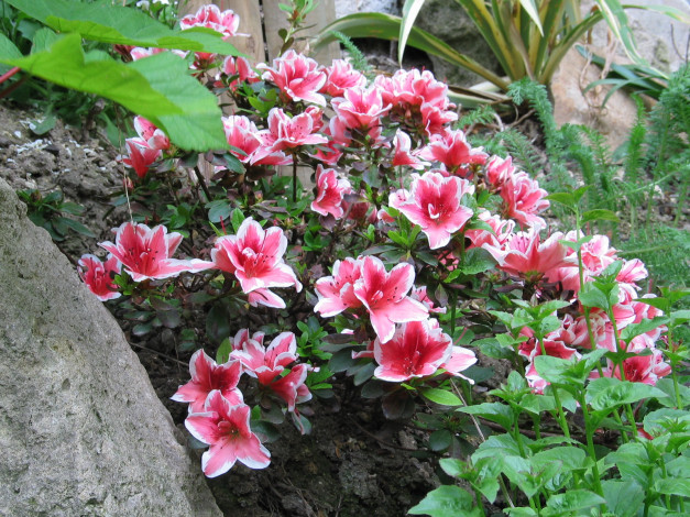 Обои картинки фото цветы, рододендроны, азалии